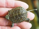 ■ウンキュウ　baby　ややB個体