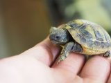 ■ヒガシヘルマンリクガメ baby 　　　●No.6　　約42.0mm