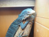 ■コバルトツリーモニター　ベタ慣れ