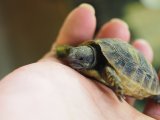 ■ヒガシヘルマンリクガメ baby 　　　●No.5　　約46.0mm