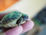 ■ヒガシヘルマンリクガメ baby 　　　●No.15　　約44.0mm