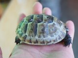 ■イベラギリシャリクガメ　CB個体　　　●性別　不明　約75.0mm　No.5