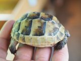 ■旧イベラギリシャリクガメ　CB個体　　　●性別 不明　約62.0mm No.3