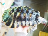 ■マルギナータリクガメ　　No.13　　●性別　オス　　約234.0mm