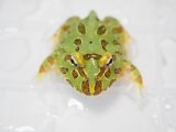 ■クランウェルツノガエル　約4.5cm　　●品種　グリーン色
