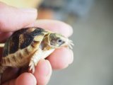 ■マルギナータリクガメ baby　No.4　　●国内CB　　約 44.0mm