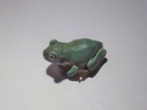 画像4: ■イエアメガエル ブルー　国産