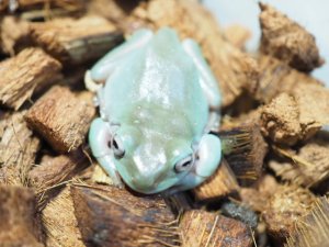 画像6: ■イエアメガエル ブルー　国産