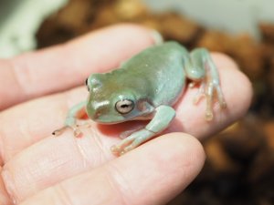 画像3: ■イエアメガエル ブルー　国産