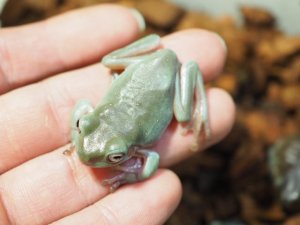 画像5: ■イエアメガエル ブルー　国産