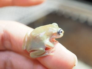 画像6: ■イエアメガエル ブルーアイ