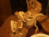 ■フトアゴヒゲトカゲ　ハイカラー