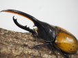 画像3: ■ＤＨ・エクアトリアヌスオオカブトムシ　　●幼虫 　10匹 (3)
