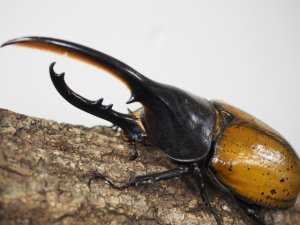 画像3: ■ＤＨ・エクアトリアヌスオオカブトムシ　　●幼虫 　10匹