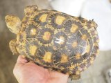 ■パンケーキリクガメ　　No.2　　　●雌雄　♀　約152.0mm
