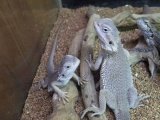 ■フトアゴヒゲトカゲ　ゼロ