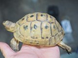 ■アラブギリシャリクガメ　No.5　　●性別　オス　約115.0mm