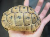 ■アラブギリシャリクガメ　No.6　　●性別　オス　約113.0mm
