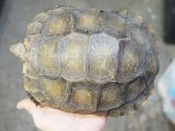■エミスムツアシガメ　　No.1　　　　●性別　オス　　約205.0mm