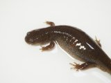 ■セトウチサンショウウオ 成体 ペア