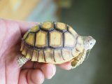 ■ケヅメリクガメ　　　No.6　　　　●甲長 約67.0mm