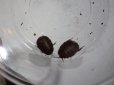画像2: ■ベルンハルトドミノローチ　幼虫5匹 (2)