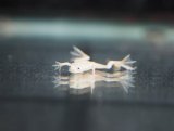 ■ヒメツメガエル　約2.0cm　　　　●品種　ホワイト