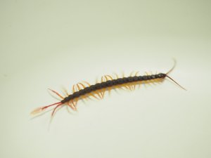 画像5: ■フェザーテールセンチピート