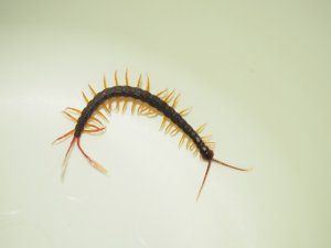 画像3: ■フェザーテールセンチピート