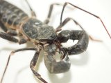 ■テキサスジャイアントビネガロン