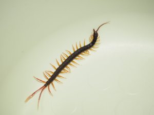 画像4: ■フェザーテールセンチピート