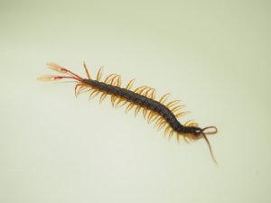 画像6: ■フェザーテールセンチピート