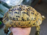 ■キレナイカギリシャリクガメ　No.1 ●性別　♀　約185.0mm