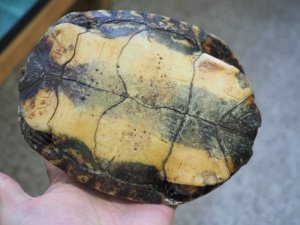 画像4: ■コスタリカアカスジヤマガメ　ペア　