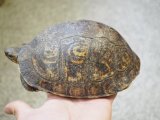■コスタリカアカスジヤマガメ　ペア　