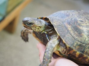 画像3: ■コスタリカアカスジヤマガメ　ペア　