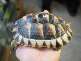 ■マルギナータリクガメ　　No.8　　　●性別　不明　　約145.0mm