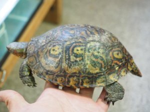 画像5: ■コスタリカアカスジヤマガメ　ペア　