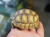■ケヅメリクガメ　　　No.6　　　　●甲長 約69.0mm
