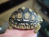 ■ヒョウモンリクガメ　　　No.2　　　　●甲長 約89.0mm