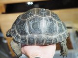 ■アルダブラゾウガメ　No.1　　　　　■セーシェル諸島産　約255.0mm