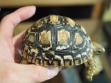 ■ヒョウモンリクガメ　　　No.3　　　　●甲長 約89.0mm