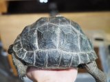 ■アルダブラゾウガメ　No.4　　　　　■セーシェル諸島産　約172.0mm