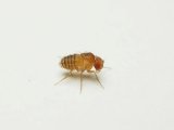 ■キイロショウジョウバエ　1カップ