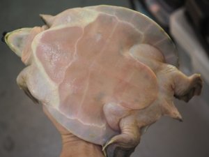 画像6: ■スッポンモドキ 　甲長約180.0mm ●雌雄　メス？