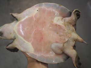 画像6: ■スッポンモドキ 　甲長約200.0mm ●雌雄　オス？