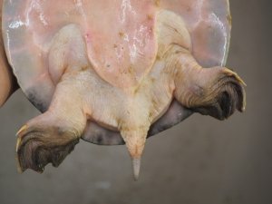 画像7: ■スッポンモドキ 　甲長約200.0mm ●雌雄　オス？