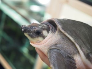 画像4: ■スッポンモドキ 　甲長約180.0mm ●雌雄　メス？