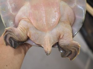 画像5: ■スッポンモドキ 　甲長約180.0mm ●雌雄　メス？