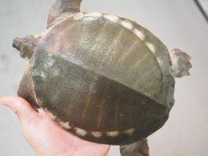 画像3: ■スッポンモドキ 　甲長約180.0mm ●雌雄　メス？